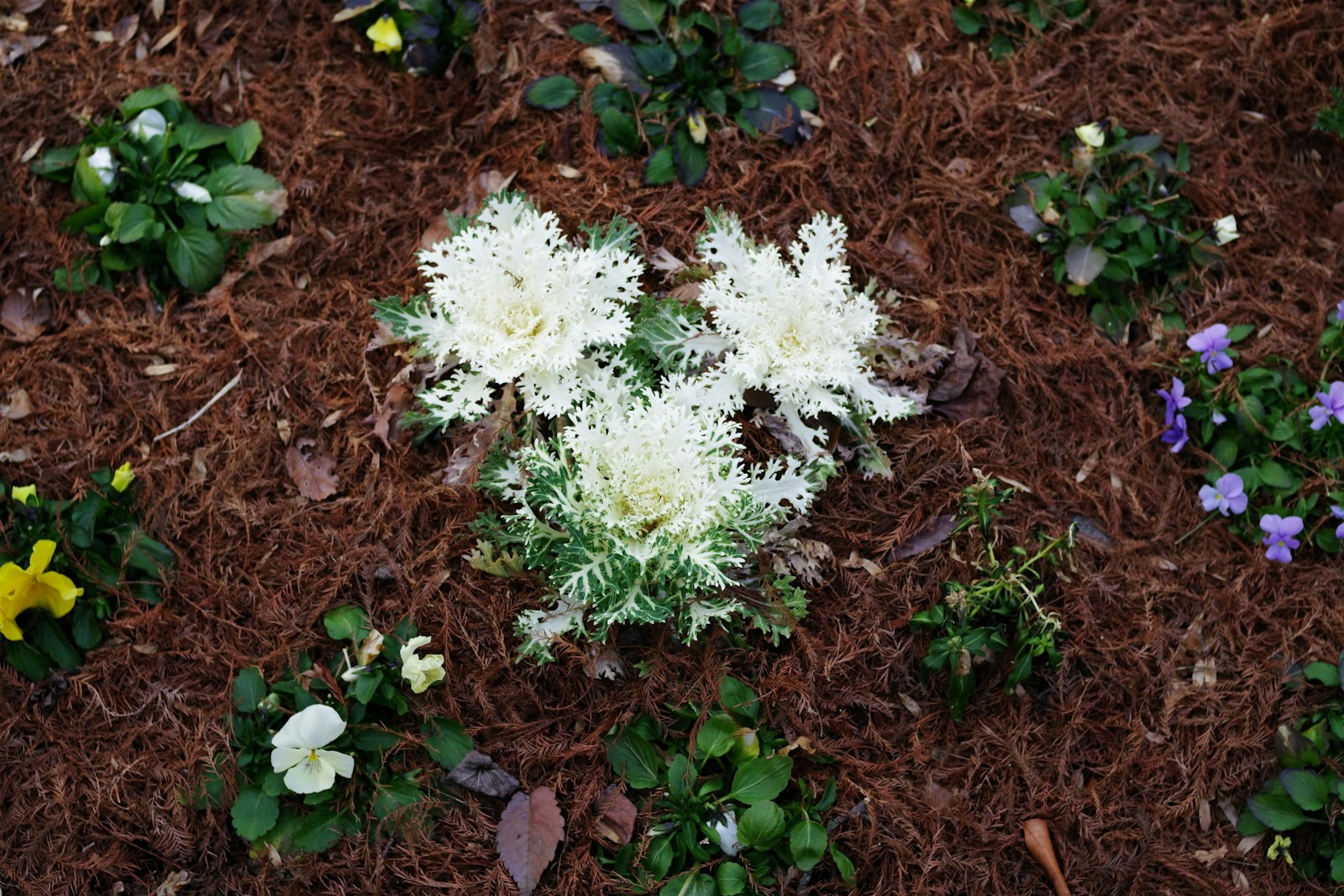 Fresh dark hardwood mulch around blooming annuals in a front-yard bed.