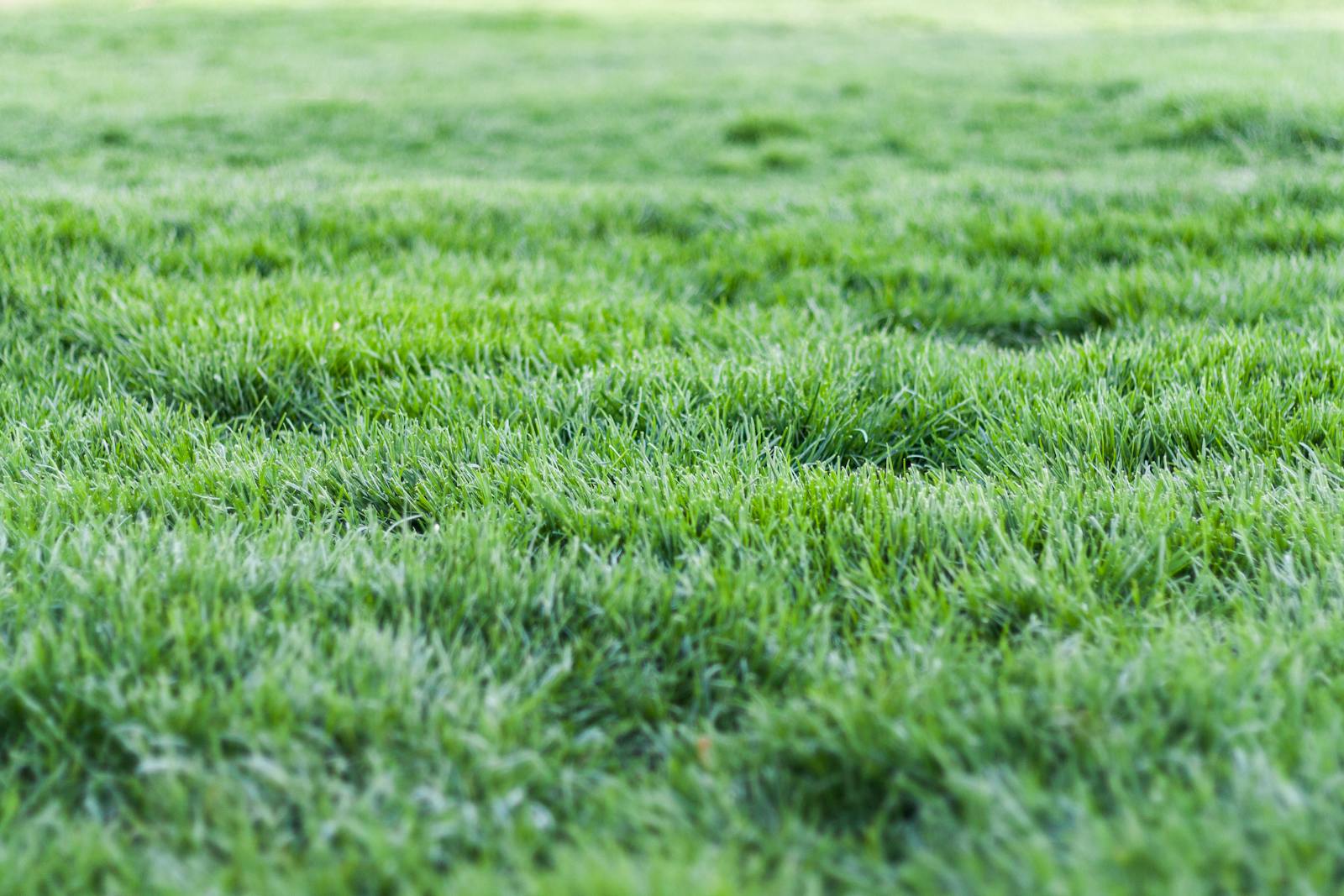 Close-up of a thick, even Bermuda lawn after a clean weekly cut.