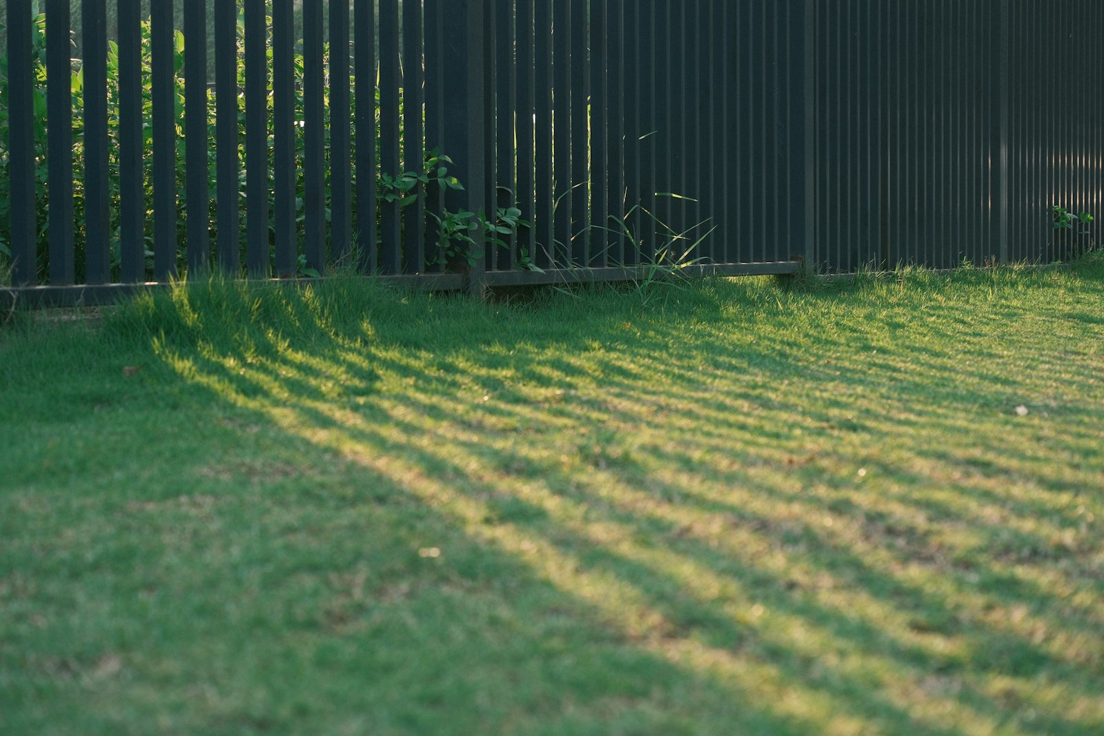 Late-afternoon sunlight casting stripes across a fresh-cut Bermuda lawn beside a wood fence.